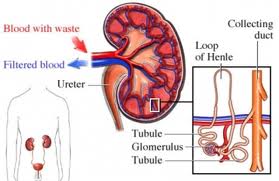 nephrotic syndrome