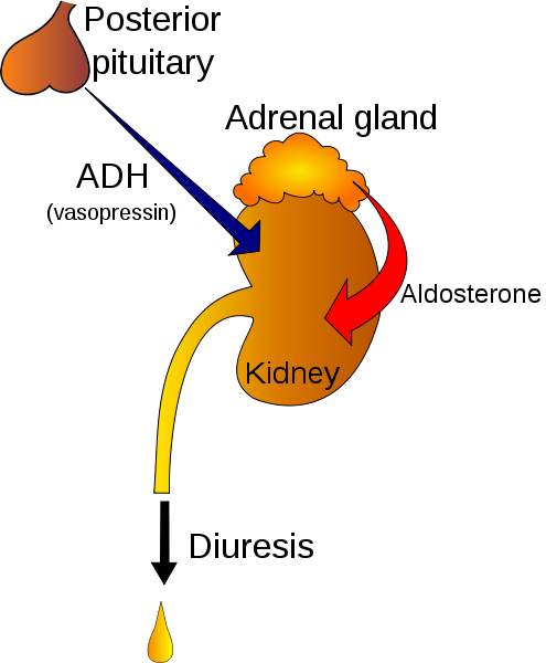 diabetes insipidus treatment in homeopathy