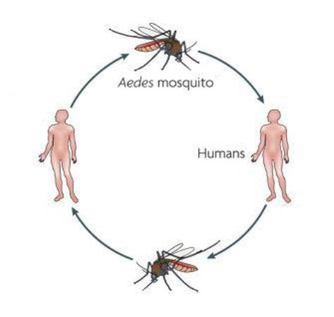 Dengue