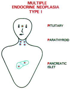 wermer syndrome