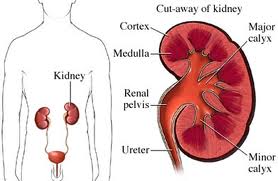 uremia