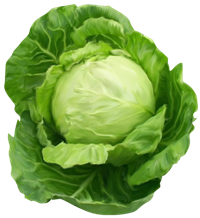 Cabbage_Clipart_Picture