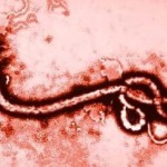 drthind_ebola virus