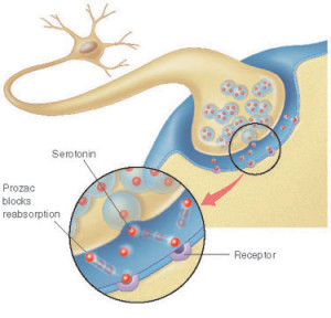 serotonin
