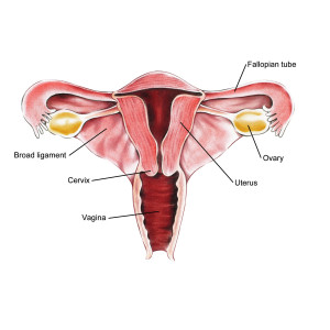 Uterus