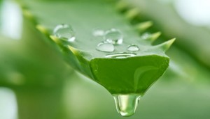 aloe vera