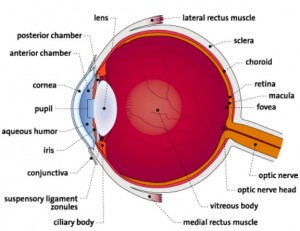 eye