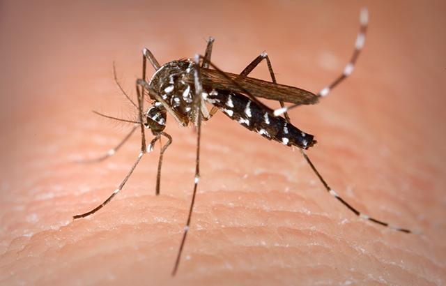 zika virus