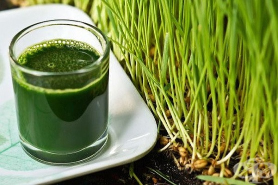 wheatgrass