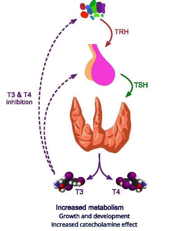 thyroid function test