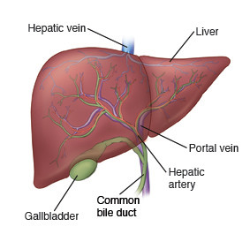 healthy liver