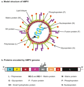 genus pneumo virus