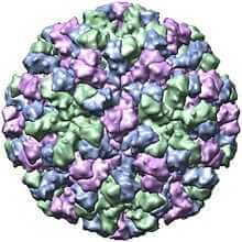 norwalk virus