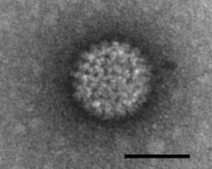 orbivirus