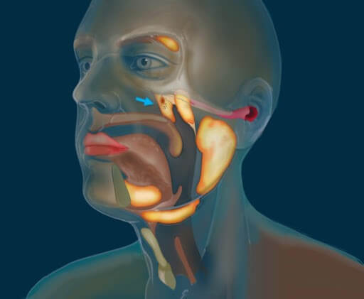 tubarial glands
