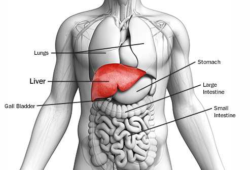 covid and liver diseases